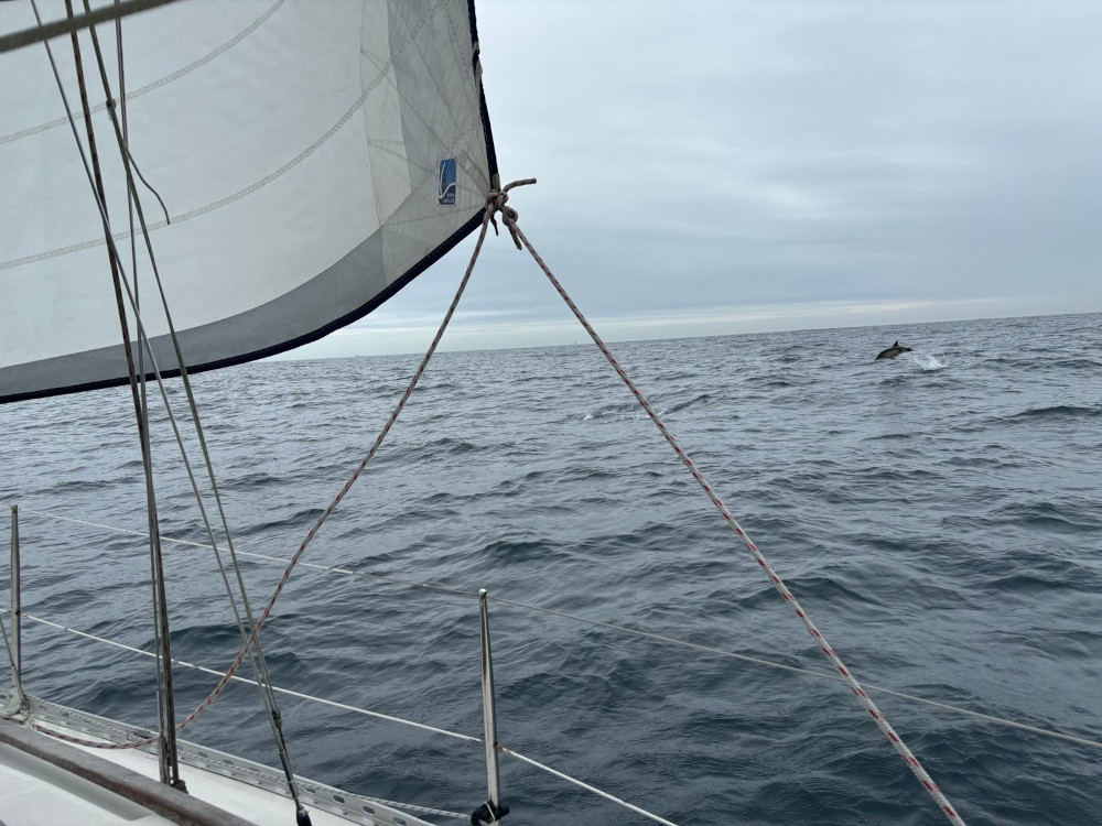 Navigation aevc les dauphins