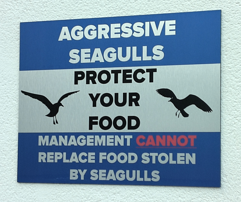 Seagulls